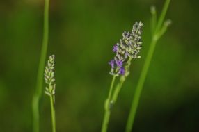 lavender flower on a blurry green background