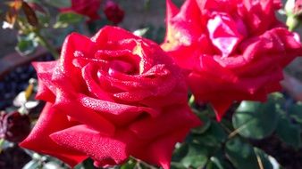 Beautiful red roses in nature