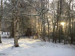 frozen trees in winter in the forest