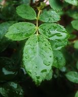 leaves of a rose bush in the rain close-up on a blurred background