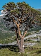 pleasant Tree