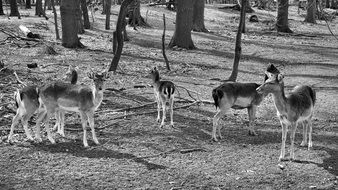 black and white photo of a deer in the forest