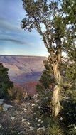 grand canyon tree view