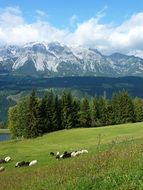Mountain Meadow Sheep