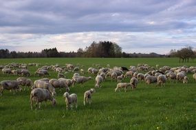cloudy sky over a flock of sheep in a green meadow