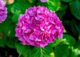 Rich Blossom