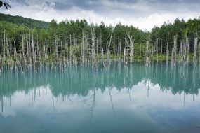 Blue Pond Hokkaido, Japan