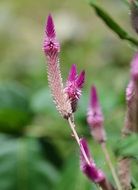 wild plant with purple oblong flowers