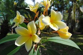 yellow-white tropical flower in the botanical garden