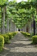 Grapes Vineyard path