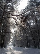 tree alley in winter