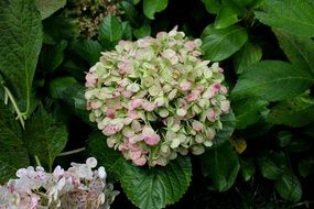 spherical flowering of garden hydrangea close-up