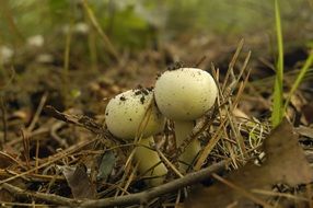 two mushrooms among dry grass closeup