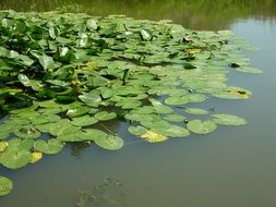 green water lily on pond