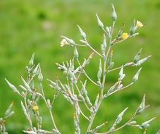Weed plant in nature