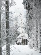 winter snow in the forest landscape