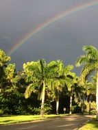 rainbow over gray sky over palm trees