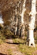 trail along old trees in autumn foliage