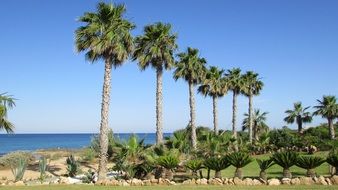 palm trees on the beach of cyprus