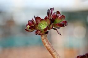 burgundy fleshy plant on a long stem