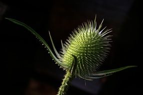 perfect thistle close-up