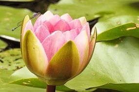 Pink Water Lily, Nuphar Lutea