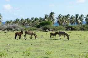 animals in the pasture at Nevis St Kitts