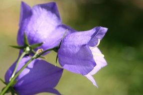 purple bell flowers