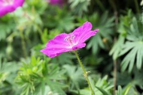 wild purple flower