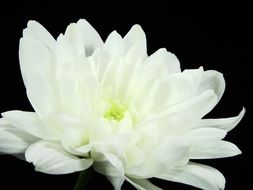 filigreed white chrysanthemum
