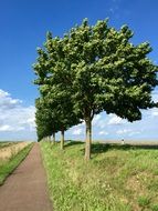 row of green Trees along road in countryside