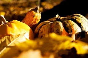 autumn pumpkins in bright sunlight