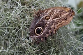 butterfly on dry grass in nature