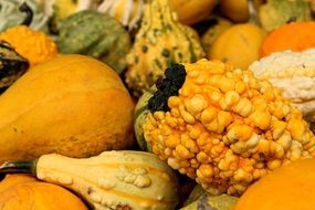 multi-colored pumpkins of different shapes