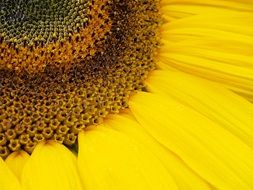 delicate yellow sunflower petals