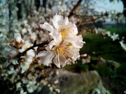 delicate flowers on an almond tree