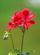 closeup view of red Geranium Flower bloom