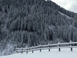 Winter Snow pine trees forest on hill