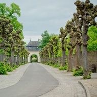 Landscape of tree lined avenue