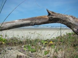 dry broken tree trunk on a sandy beach