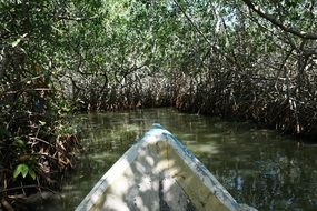 boat trip through the mango forests in Colombia