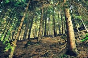 Landscape of green natural forest