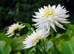 lush white dahlias on a bush in a garden