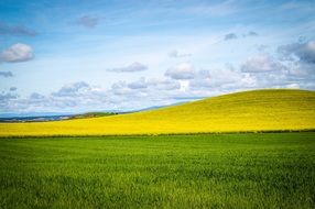 cloudy sky over a yellow agricultural field