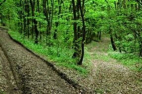 Road in the green thickets of the forest