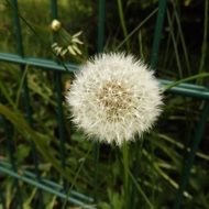 Beautiful, white, fluffy dandelion flower among the green grass