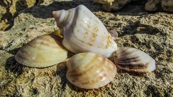various shells on stones on the coast of cyprus