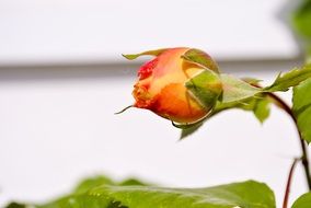 Bud Rose