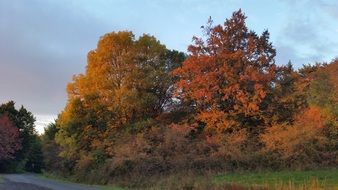 Autumnal nature