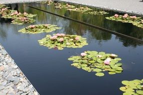 pond with water lilies in a botanical garden